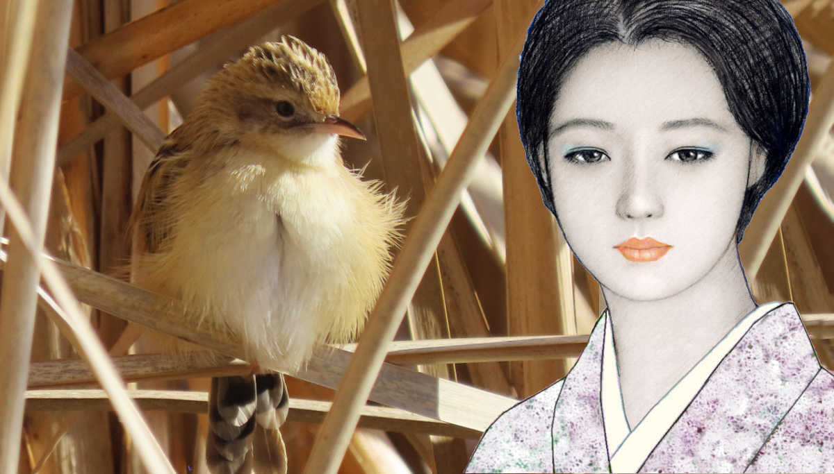 藍子とセッカ　一月の境川から