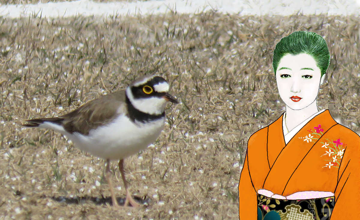 知子とコチドリ　　　　　キョウノアイリングハキイロ　　　　　　三月の藤沢市境川付近から