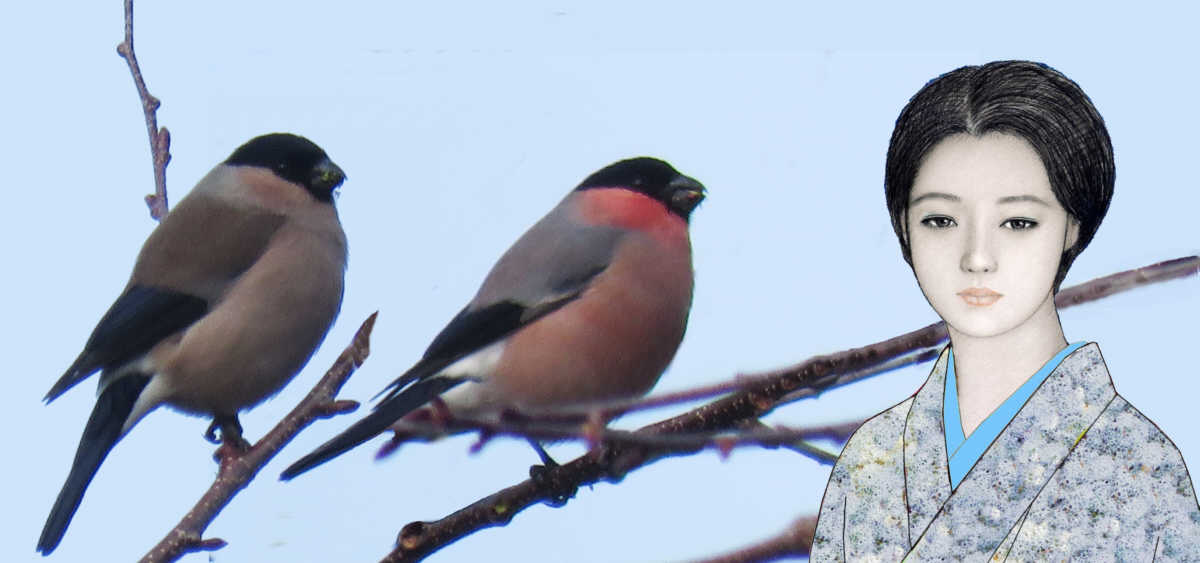 <h2>藍子とウソ　♂と♀　　　　　二月二十七日の松田山から </h2>
