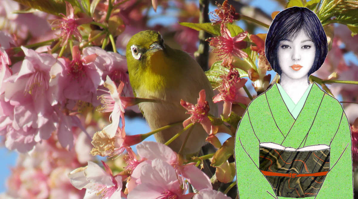 香子とメジロと河津桜　　　　三月五日の松田山から 