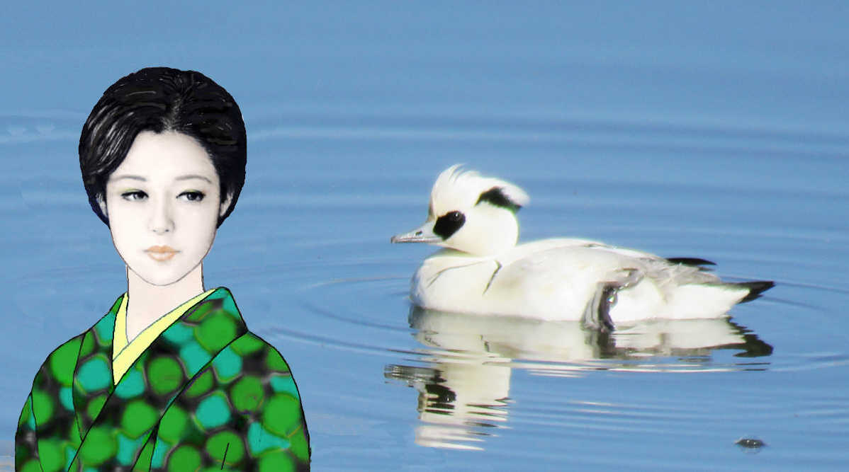 美里とミコアイサ♂　　　パンダガモデス　　　　一月の新横浜公園から 