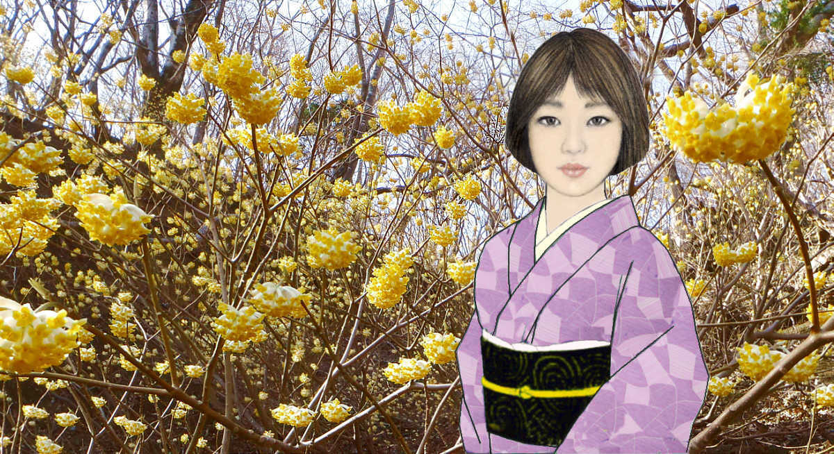 光稀とミツマタ　　　　　　三月二十八日の檜洞丸から