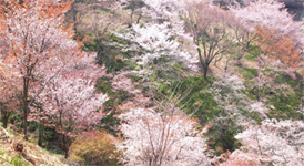 吉野のヤマザクラ