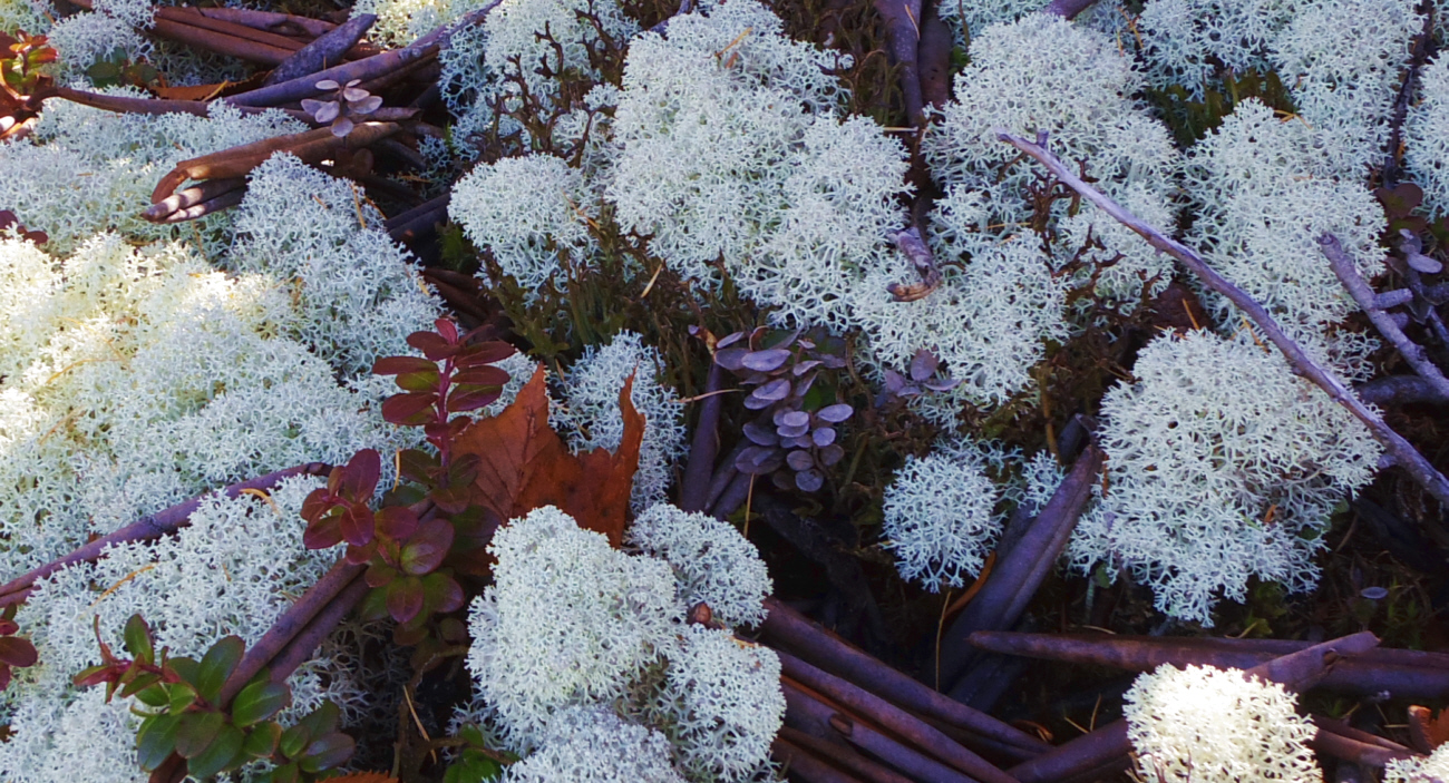 �x�m�R�䒆���̌��ɂā@�~���R�n�i�S�P�ƃR�P����