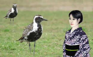 多津とムナグロ　ワタシノマネヲシタネ　五月の藤沢市境川から