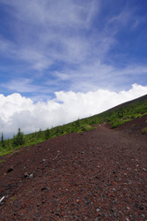 �x�m�R�̎ʐ^T�@