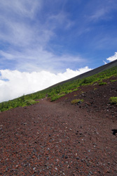 �x�m�R�̎ʐ^T�A