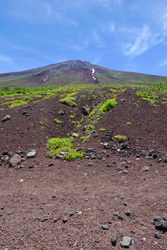 �x�m�R�̎ʐ^T�C