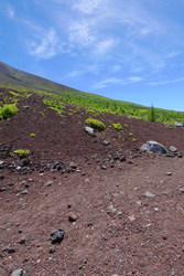 �x�m�R�̎ʐ^T�D