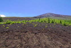 �x�m�R�̎ʐ^�E