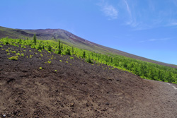 �x�m�R�̎ʐ^�F