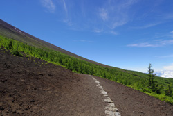 �x�m�R�̎ʐ^�G