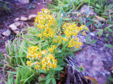 アキノキリンソウ