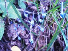 セキヤノアキノチョウジ