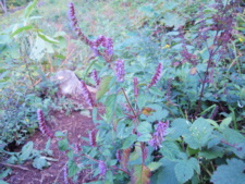 ナギナタコウジュ