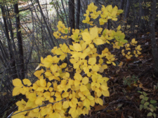 清八峠～見晴らしベンチの紅葉