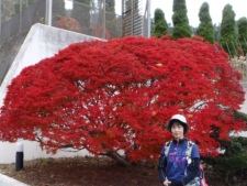 ドウダンツツジ　変電所前