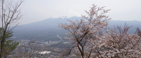 天上公園の桜と富士山