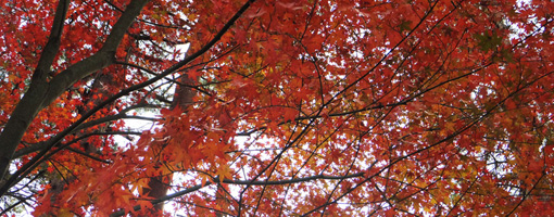 天上山-河口湖のアジサイハイキングコースの紅葉