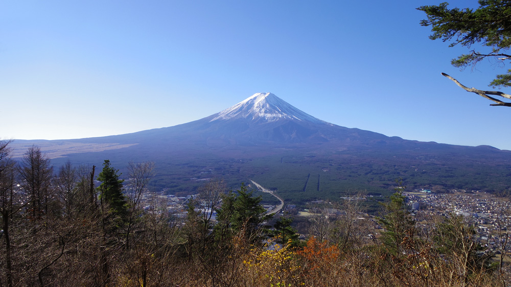 松の木の前から富士山富士山