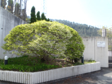 ドウダンツツジ　