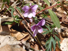 エイザンスミレ