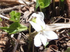 ヒメスミレサイシン