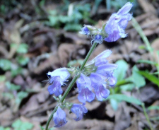 アキノタムラソウ