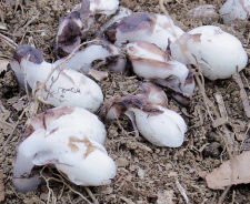 ギンリョウソウ