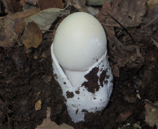 シロタマゴダケ