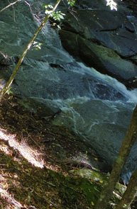 滝子山ズミ沢ルートの登山道