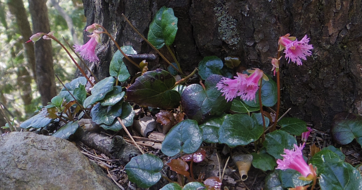 ��q�R��V���E�����̃C���J�K�~