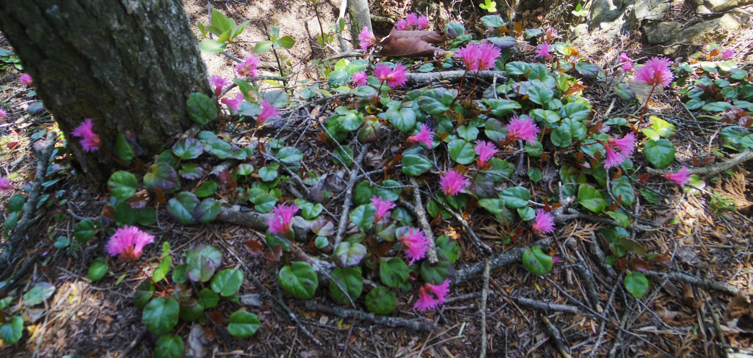 ��q�R��V���E�����̃C���J�K�~