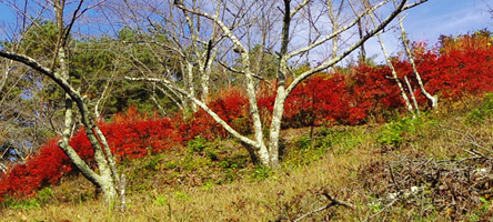 新倉山浅間公園-新倉山-霜山の紅葉