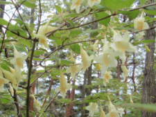 ツクバネウツギ