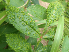 ヌルデハイボケフシ