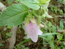 ヤマホタルブクロ