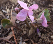 アケボノスミレ