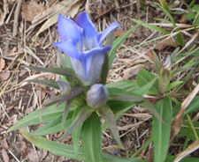 リンドウの写真