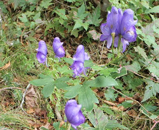 トリカブトの写真