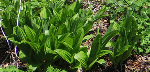 バイケイソウの写真