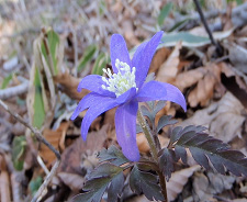 キクザキイチゲの写真