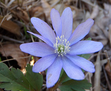 キクザキイチゲの写真