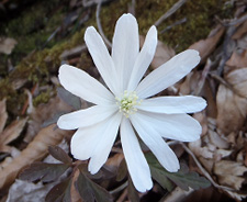 キクザキイチゲの写真