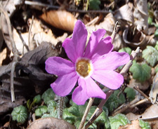 コイワザクラの写真