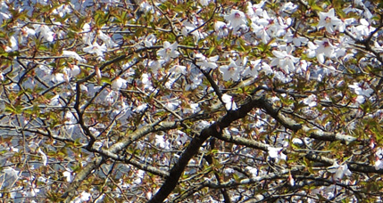 マメザクラの写真