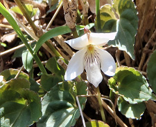 シコクスミレの写真