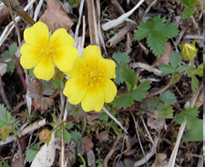 ツルキンバイの写真