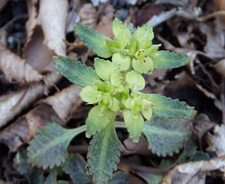 ヨゴレネコノメの写真