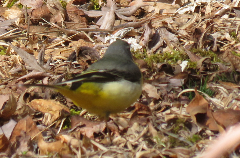 �������̃L�Z�L���C